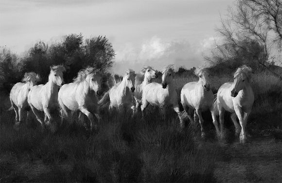 Camargue Horses Camargue Horses
