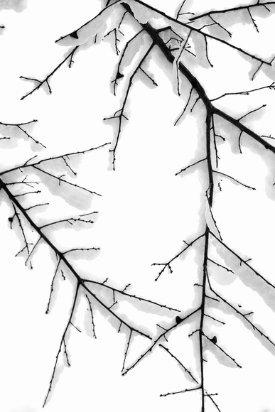 Au Coeur Frisé Au Coeur Frisé