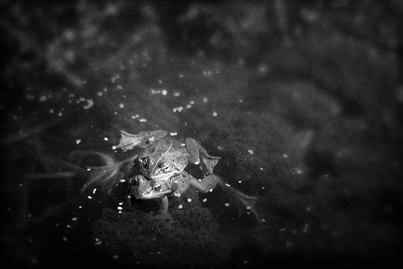 Froggy Went A Courting Froggy Went A Courting