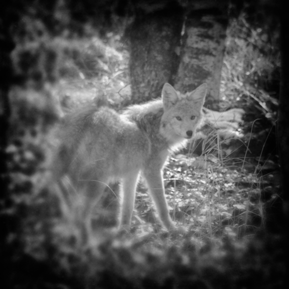 Coyote In The Forest