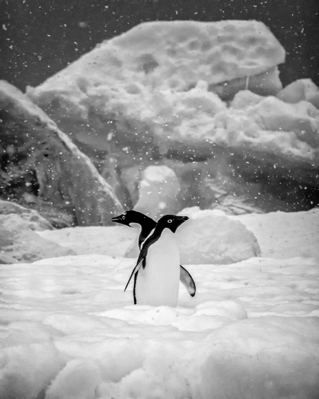 Penguins in the Snow Penguins in the Snow