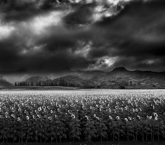 Funflower's Army Funflower's Army