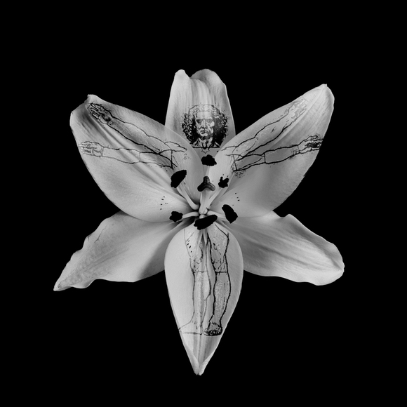 Leonardo's Vitruvian Flower Leonardo's Vitruvian Flower