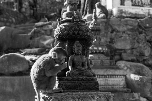 Monkey understand about bowing to the Buddha