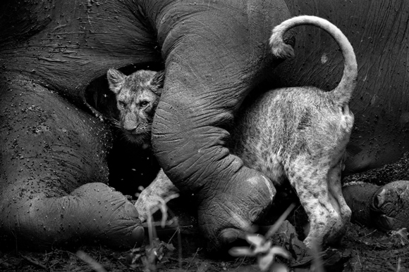 Elephant's Last Embrace