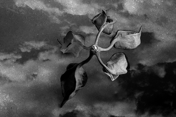 Fallen Leaf Fallen Leaf