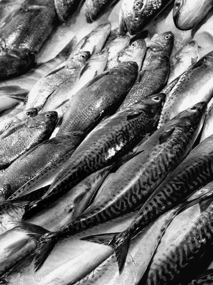 Something Fishy Something Fishy