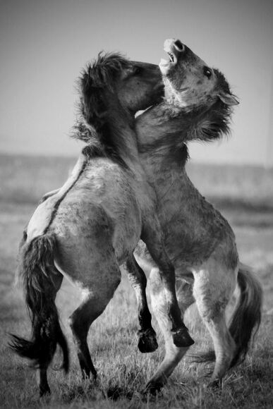 Sparring Partners Sparring Partners