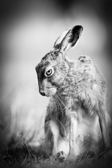 Dark Hare
