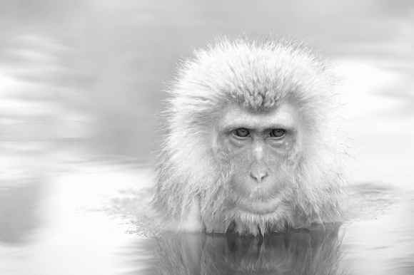 Japanese Macaque in Hot Spring