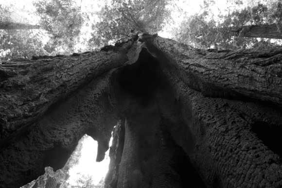 Looking up Redwood Tree