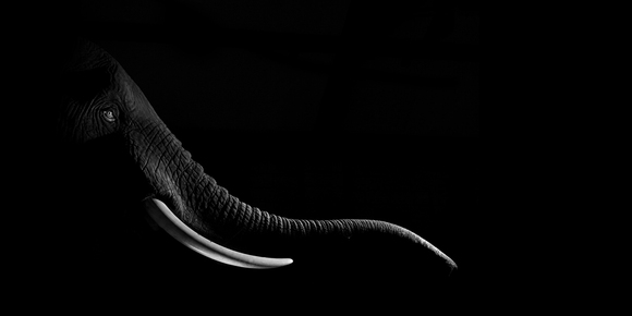 Elephant Trophy 2010 Elephant Trophy 2010