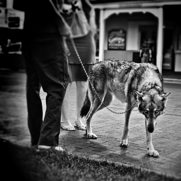 Wolf At Santa Fe Plaza