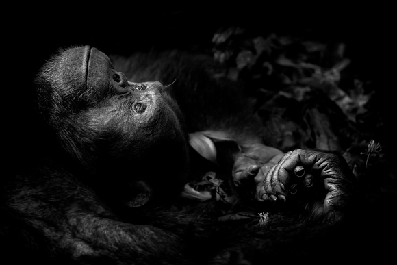 Chimpanzee Dreaming Chimpanzee Dreaming