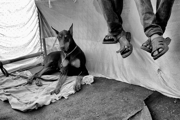 Canine Club of Kolhapur I Canine Club of Kolhapur I