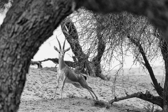 Gazelle in the Thar Desert I Gazelle in the Thar Desert I