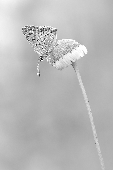 Tiny Buttefly Tiny Buttefly