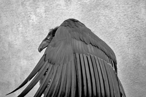 Condor Dolly - Broken Wing