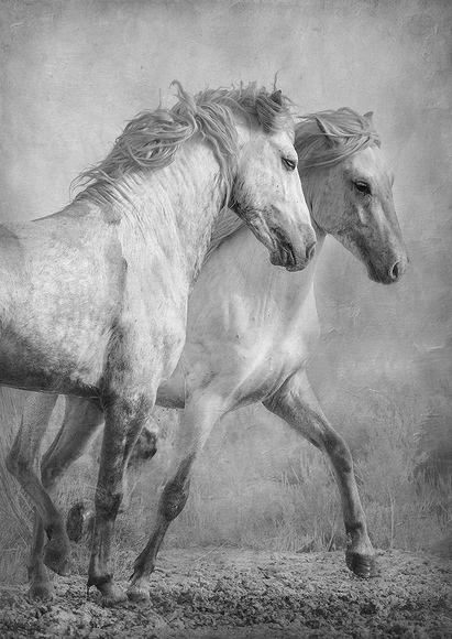 Majestic White Stallions Majestic White Stallions