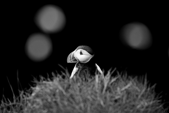 Pagliaccio Pagliaccio