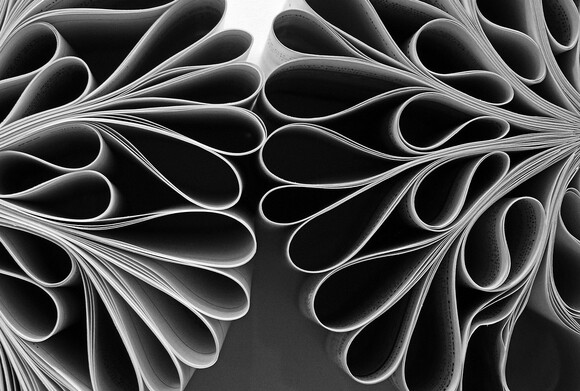 Double Blossoms Double Blossoms