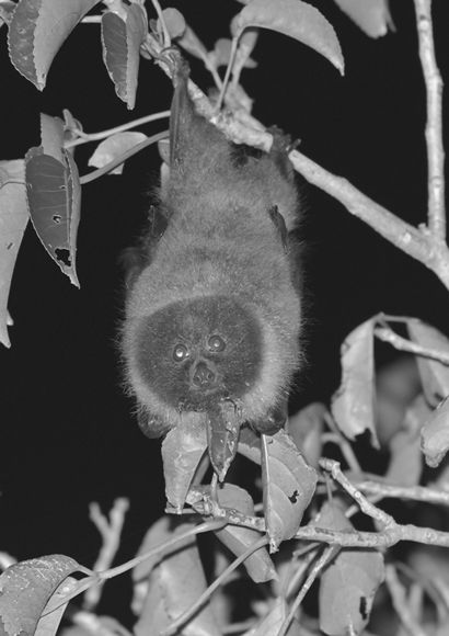 Ryukyu Fruit Bat