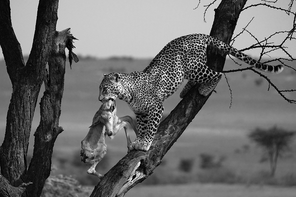 Leopard moving kill Leopard moving kill