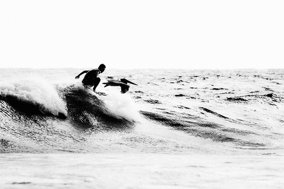 A Pelican's Wing A Pelican's Wing