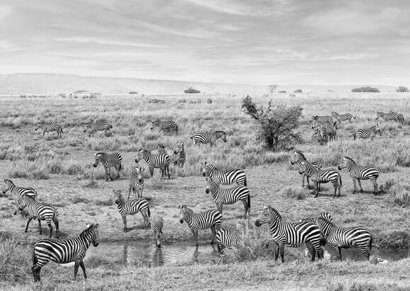Zebra Herd Zebra Herd