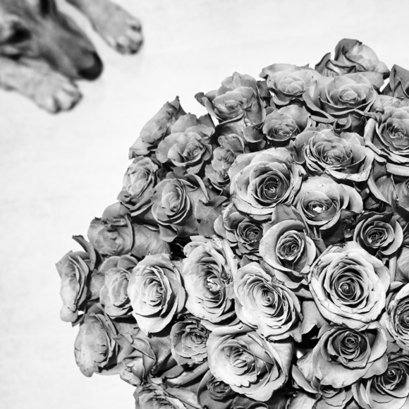 50 roses