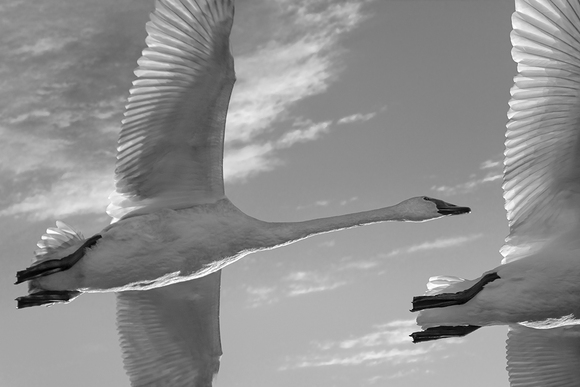 Trumpeter Swans