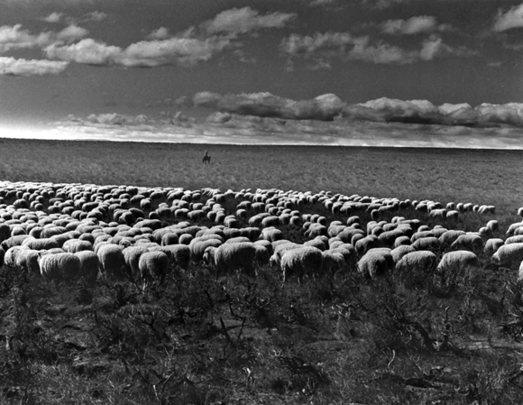 Savino-Margaret_Desert Solitude Sheep and Lone Cowboy