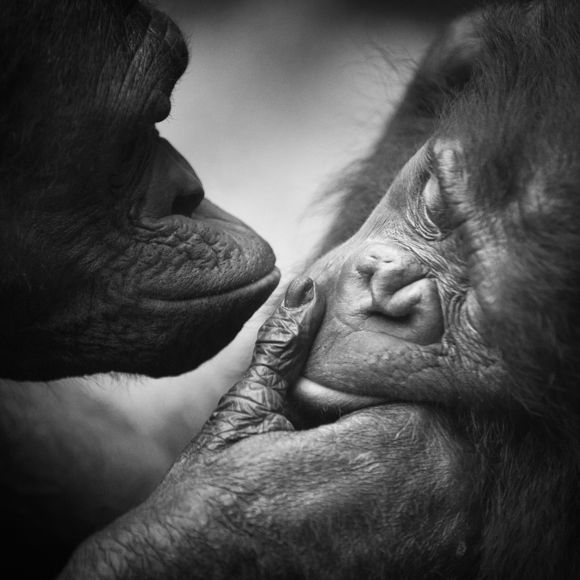 Bonobo Kiss