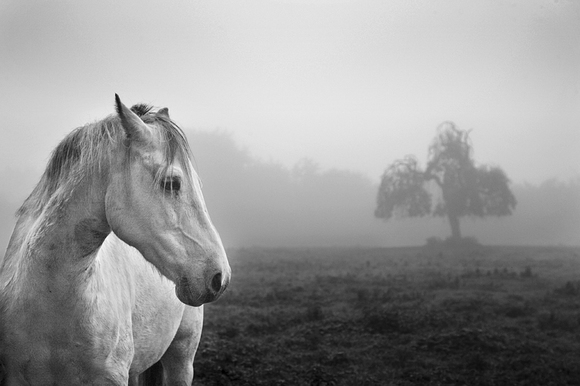 Horse and Tree in Fog
