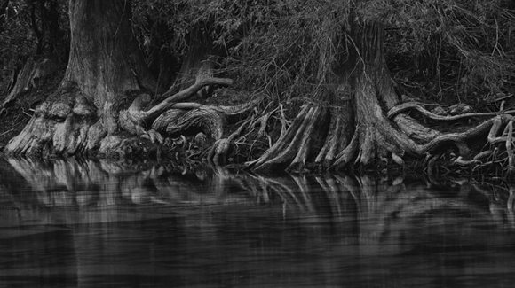 Cypress Roots