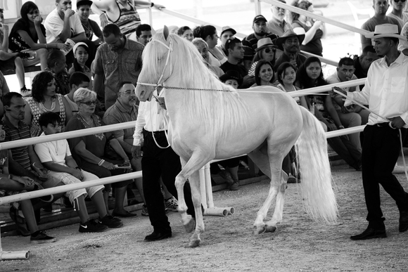 Traditional Fair Show