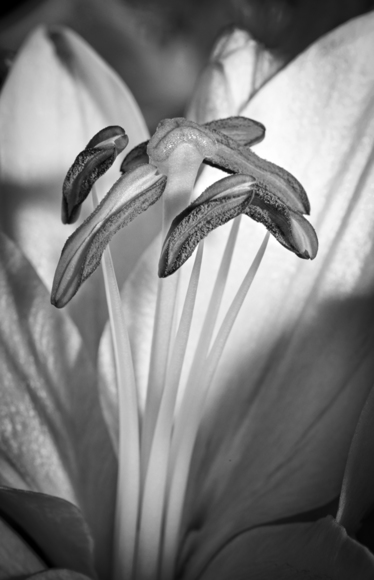 Easter Lilly Close-up