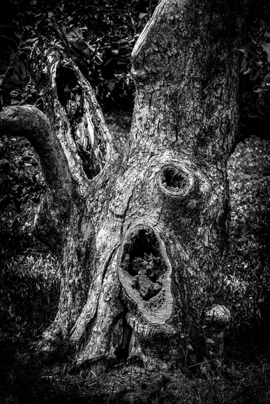 Forbidden Forest Tree Forbidden Forest Tree