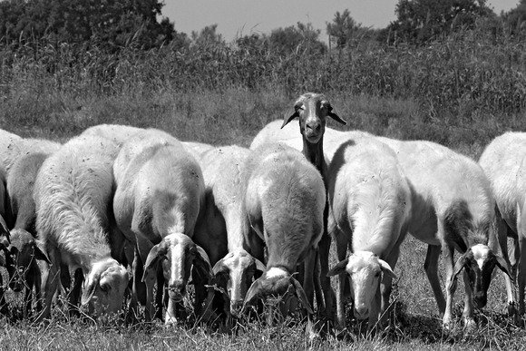 among sheeps #0528 among sheeps #0528