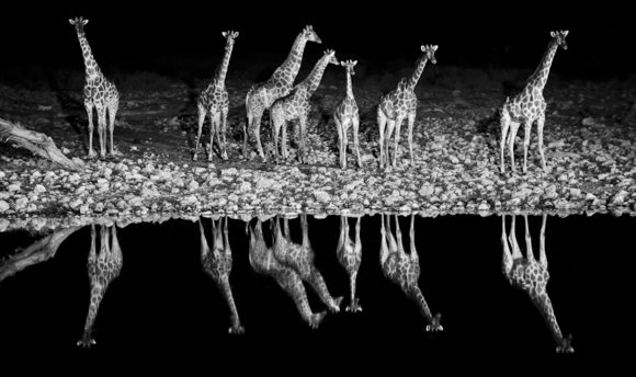 Giraffes Symphony