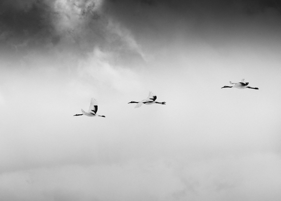 Three Red-Crowned Crane Three Red-Crowned Crane