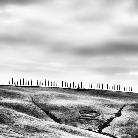 Fortytwo cypress trees