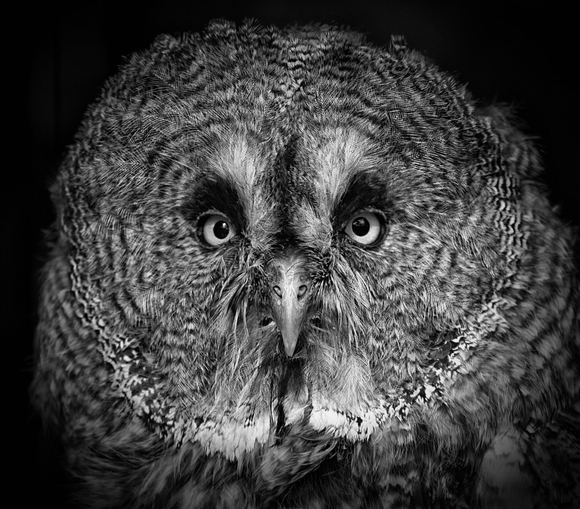 The Phantom of The North The Phantom of The North