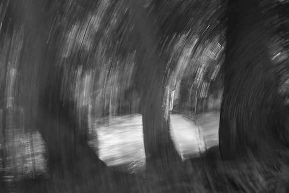 Between the Trees a River Runs