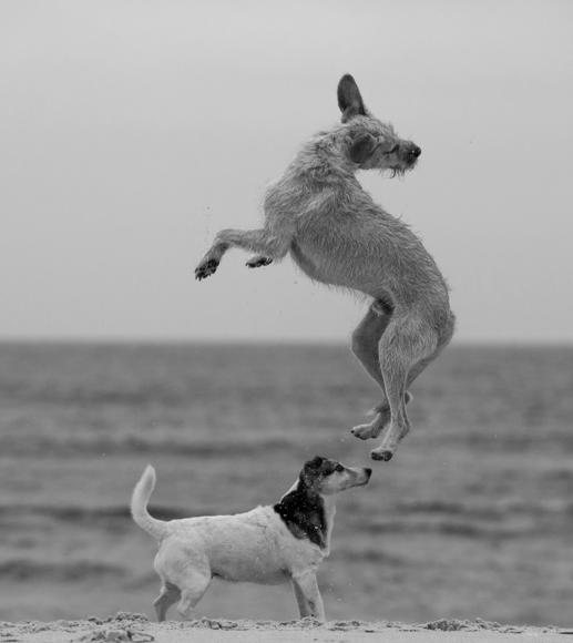Flying Dog 