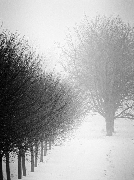 Foggy Orchard