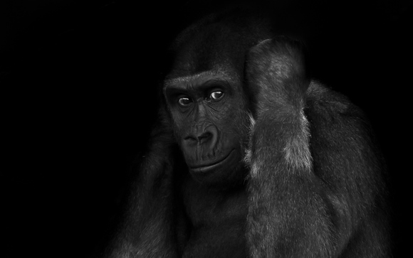 Who's calling? Who's calling?