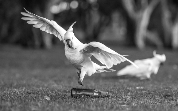 Furious with humans Furious with humans