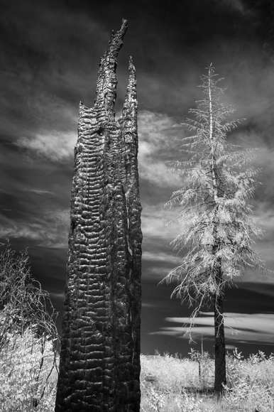 Charcoal Tree Charcoal Tree