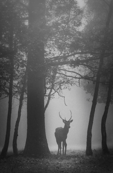 Lone Stag
